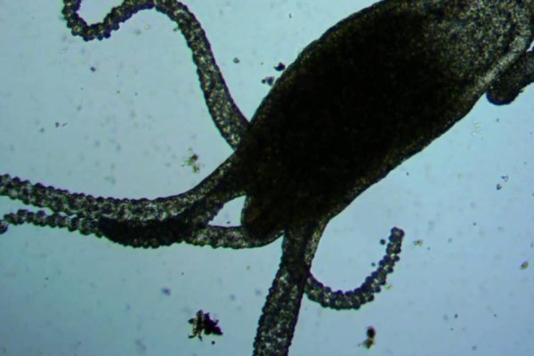 Kraken россия