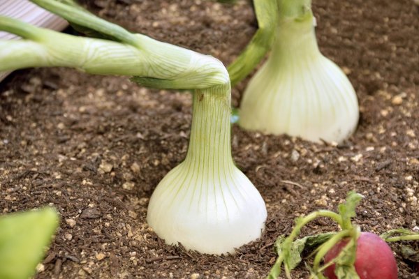 Kraken ссылка onion 2kmp